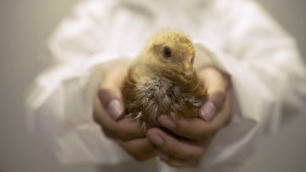 Qu Son Los Huevos De Gallina Feliz La Castellana